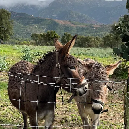 Villa De Charme Au Coeur Du Maquis Corse